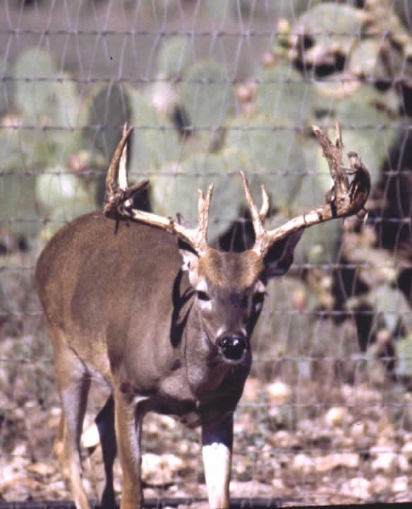 A young white-tailed buck with a wide 12 point rack standing by a fence